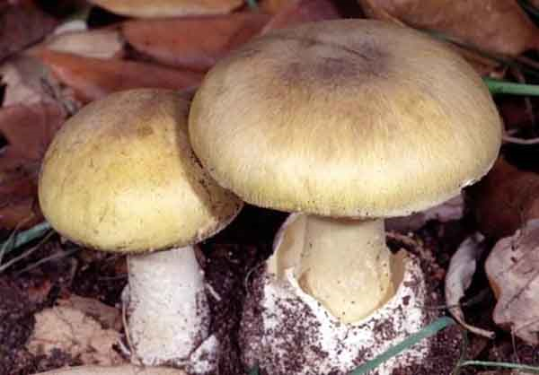 هشدار مصرف قارچ‌های سمی در فصل بهار
