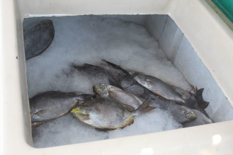 کشف بیش از 2 تن ماهي قاچاق در مرزهاي شمالی آذربايجان غربي