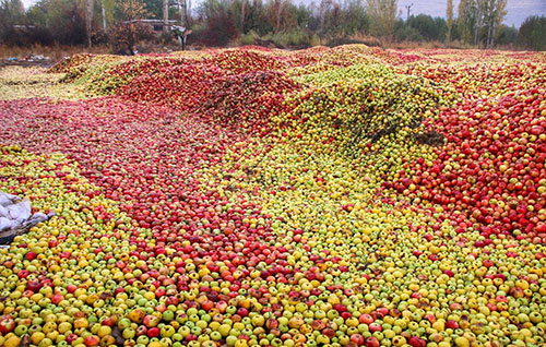 15 هزار تن سیب درختی از آذربایجان غربی صادر شد