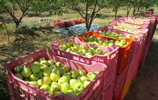 بخشنامه‌ها صادرکنندگان سیب را فلج کرد