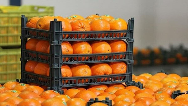 محدودیت صادرات سیب درختی و پرتقال رفع شد