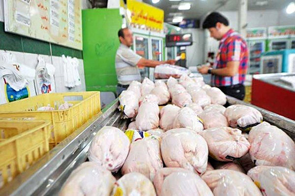 دولت قول داده قیمت مرغ را بالا ببرد تا مرغداران زیان نکنند