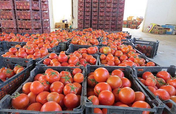 صادرات گوجه فرنگی و پیاز مشمول عوارض می‌شود
