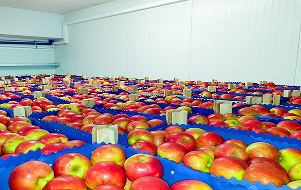 تسریع در روند صادرات سیب درختی آذربایجان‌غربی