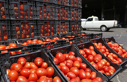 بارندگی؛ دلیل کمبود گوجه فرنگی در بازار