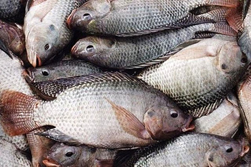سرانه مصرف ماهی ۱۳.۸ کیلوگرم