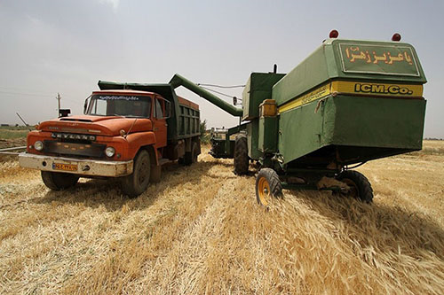 اختصاص ۶۷ مرکز برای خرید گندم کشاورزان آذربایجان غربی