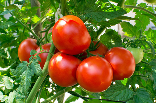 درآمدزایی برای زندانیان با کاشت گوجه فرنگی