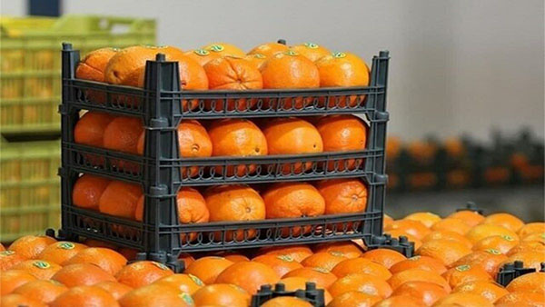 پرتقال‌های نارنجی‌رنگ در این موقع سال سالم نیستند