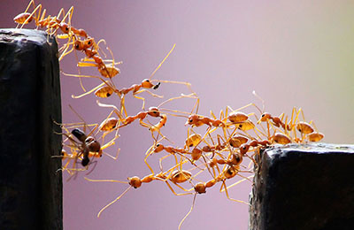 درس‌هایی که باید از "مورچه‌ها" آموخت!