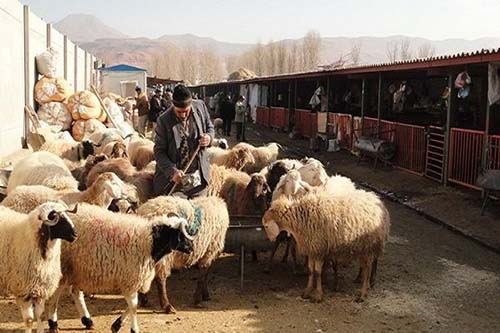 میدان دواب ارومیه برای پیشگیری از بیماری‌های دام تعطیل شد