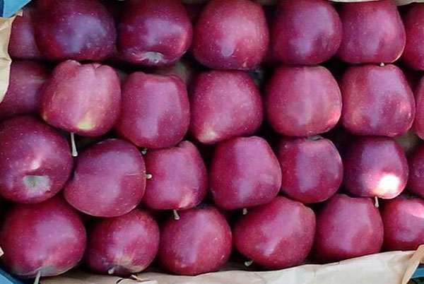 صادرات سیب به روسیه و قزاقستان با کشتی اختصاصی