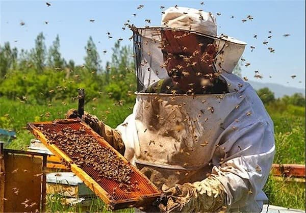 آذربایجان‌غربی؛ قطب اول اشتغال تولید در صنعت زنبورداری