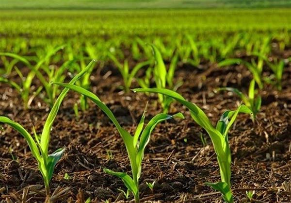 تغییر الگوي کشت چغندر در سال زراعی جدید