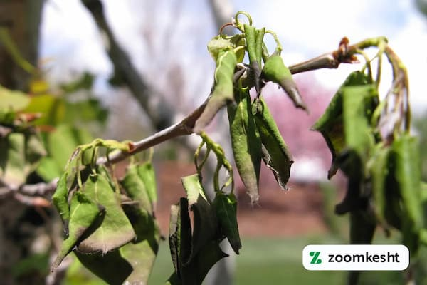 کاهش چشمگیر خسارات سرمازدگی در باغات آذربایجان‌غربی