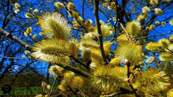 برداشت بیدمشک در آذربایجان‌غربی آغاز شد