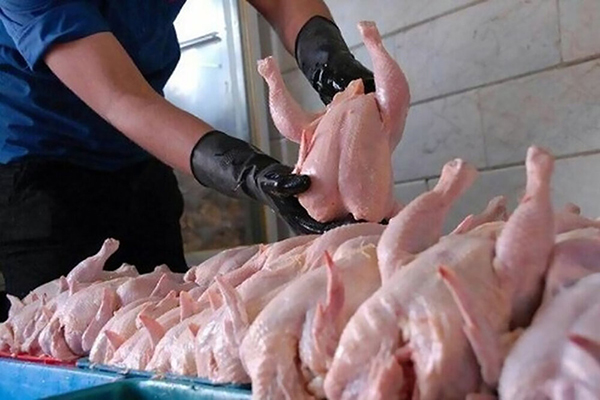 جمعآوری مرغ مازاد از بازار آذربایجان غربی آغاز شد