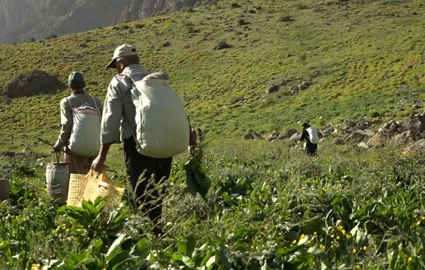 سرسبزی امروز را به حسرت فردا بدل نکنیم!